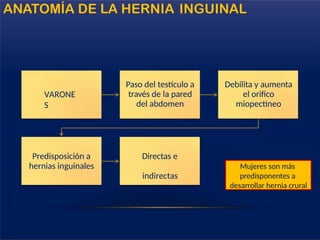 VARONE
S
Paso del testículo a
través de la pared
del abdomen
Debilita y aumenta
el orifico
miopectíneo
Predisposición a
hernias inguinales
Directas e
indirectas
Mujeres son más
predisponentes a
desarrollar hernia crural
ANATOMÍA DE LA HERNIA INGUINAL
 