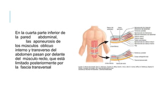 En la cuarta parte inferior de
la pared abdominal,
las aponeurosis de
los músculos oblicuo
interno y transverso del
abdomen pasan por delante
del músculo recto, que está
limitado posteriormente por
la fascia transversal
 