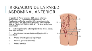 IRRIGACION DE LA PARED
ABDOMINAL ANTERIOR
Irrigación de Pared anterior EOP, Vasos externos
perforantes; SCI, circunfleja superficial; SE, art.
Epigástrica profunda superior DCI, rama de arteria
circunfleja IE, art. Epigástrica profunda rama inferior;
SIEA, art. Epigástrica superficial. A. Arteria perforante
paramedial
B. Arteria perforante lateral procedente de los plexos
arteriales laterales
C. Arteria subcutanea abdominal ( epigástrica
superficial)
D. Arteria circunfleja iliaca superficial
E. Arterias genitales externas
F. Arteria femoral
 