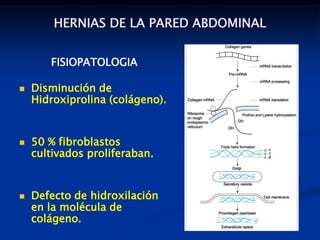 HERNIAS DE LA PARED ABDOMINAL
FISIOPATOLOGIA
 Disminución de
Hidroxiprolina (colágeno).
 50 % fibroblastos
cultivados proliferaban.
 Defecto de hidroxilación
en la molécula de
colágeno.
 