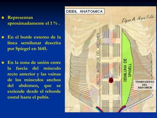  Representan
aproximadamente el 1 % .
 En el borde externo de la
línea semilunar descrita
por Spiegel en 1645.
 En la zona de unión entre
la fascia del músculo
recto anterior y las vainas
de los músculos anchos
del abdomen, que se
extiende desde el reborde
costal hasta el pubis.
 
