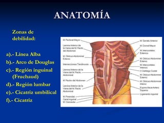 ANATOMÍA
Zonas de
debilidad:
a).- Línea Alba
b).- Arco de Douglas
c).- Región inguinal
(Fruchaud)
d).- Región lumbar
e).- Cicatriz umbilical
f).- Cicatriz
 