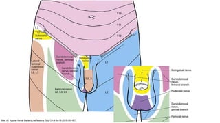 Miller JH. Inguinal Hernia: Mastering the Anatomy. Surg Clin N Am 98 (2018) 607–621.
 