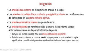 Irrigación
• La arteria ilíaca externa es el suministro arterial a la ingle.
• Las arterias circunfleja ilíaca profunda y epigástrica inferior se ramifican antes
de convertirse en la arteria femoral común.
• La arteria espermática interna surge de la aorta.
• La arteria obturatriz se ramifica desde la arteria ilíaca interna y pasa
anteroinferiormente en la pared lateral de la pelvis.
• 80% de las ramas púbicas, hay una arteria obturadora aberrante.
• Esto ha sido nombrado el corona mortis porque puede ocurrir una hemorragia
significativa, con dificultad para obtener el control si el vaso se rompe o se corta.
Miller JH. Inguinal Hernia: Mastering the Anatomy. Surg Clin N Am 98 (2018) 607–621.
 