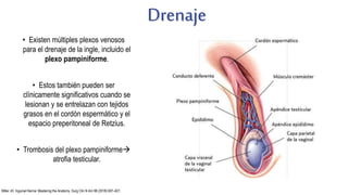 Drenaje
• Existen múltiples plexos venosos
para el drenaje de la ingle, incluido el
plexo pampiniforme.
• Estos también pueden ser
clínicamente significativos cuando se
lesionan y se entrelazan con tejidos
grasos en el cordón espermático y el
espacio preperitoneal de Retzius.
• Trombosis del plexo pampiniforme
atrofia testicular.
Miller JH. Inguinal Hernia: Mastering the Anatomy. Surg Clin N Am 98 (2018) 607–621.
 