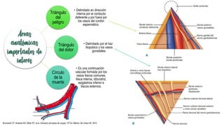 Triángulo
del
peligro
• Delimitado en dirección
interna por el conducto
deferente y por fuera por
los vasos del cordón
espermático.
Triángulo
del dolor
• Delimitado por el haz
iliopúbico y los vasos
gonadales.
Círculo
de la
muerte
• Es una continuación
vascular formada por los
vasos iliacos comunes,
iliaca interna, obturatriz,
epigástrica inferior e
iliacos externos.
Brunicardi CF, Anderse KD, Billiar RT, et al. Schwartz principios de cirugía. 10ª Ed. México: Mc Graw-Hill; 2015
 