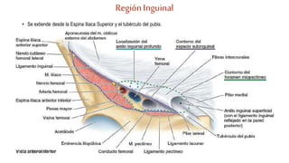RegiónInguinal
• Se extiende desde la Espina Iliaca Superior y el tubérculo del pubis.
 