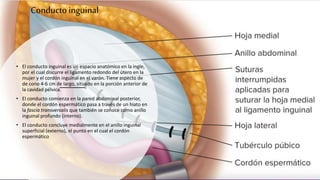 Conductoinguinal
• El conducto inguinal es un espacio anatómico en la ingle,
por el cual discurre el ligamento redondo del útero en la
mujer y el cordón inguinal en el varón. Tiene aspecto de
de cono 4-6 cm de largo, situado en la porción anterior de
la cavidad pélvica.
• El conducto comienza en la pared abdominal posterior,
donde el cordón espermático pasa a través de un hiato en
la fascia transversalis que también se conoce como anillo
inguinal profundo (interno).
• El conducto concluye medialmente en el anillo inguinal
superficial (externo), el punto en el cual el cordón
espermático
 