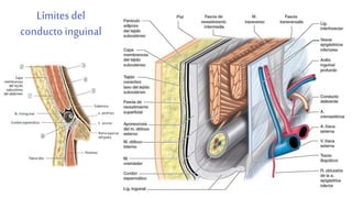 Límites del
conductoinguinal
 