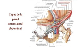 Capasde la
pared
anterolateral
abdominal.
 