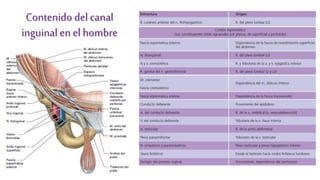 Contenido del canal
inguinal en el hombre
 