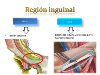 Techo                 Suelo




•   Tendón conjunto    •   Ligamento inguinal, reforzado por el
                           ligamento lagunar
 