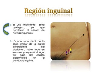 ⦿ Es una importante    zona
  quirúrgica,      ya   que
  constituye el asiento de
  hernias inguinales.


⦿ Es una zona débil de la
  zona inferior de la pared
  anterolateral            del
  abdomen, sobre todo en
  varones, porque es el lugar
  de    paso    del    cordón
  espermático       en      el
  conducto inguinal.
 