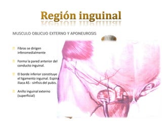 MUSCULO OBLICUO EXTERNO Y APONEUROSIS


⦿ Fibras se dirigen
  inferomedialmente

⦿ Forma la pared anterior del
  conducto inguinal.

⦿ El borde inferior constituye
  el ligamento inguinal. Espina
  iliaca AS - sínfisis del pubis.

⦿ Anillo inguinal externo
  (superficial)
 