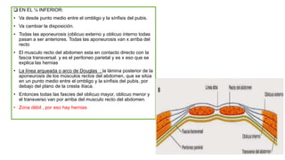  EN EL ¼ INFERIOR:
• Va desde punto medio entre el ombligo y la sínfisis del pubis.
• Va cambiar la disposición.
• Todas las aponeurosis (oblicuo externo y oblicuo interno todas
pasan a ser anteriores. Todas las aponeurosis van x arriba del
recto
• El musculo recto del abdomen esta en contacto directo con la
fascia transversal. y es el peritoneo parietal y es x eso que se
explica las hernias
• La línea arqueada o arco de Douglas : la lámina posterior de la
aponeurosis de los músculos rectos del abdomen, que se sitúa
en un punto medio entre el ombligo y la sínfisis del pubis, por
debajo del plano de la cresta ilíaca.
• Entonces todas las fascies del oblicuo mayor, oblicuo menor y
el transverso van por arriba del musculo recto del abdomen.
• Zona débil , por eso hay hernias
 