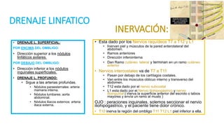 DRENAJE LINFATICO
• DRENAJE L. SUPERFICIAL:
POR ENCIMA DEL OMBLIGO:
• Dirección superior a los nódulos
linfáticos axilares.
POR DEBAJO DEL OMBLIGO:
• Dirección inferior a los nódulos
inguinales superficiales.
• DRENAJE L. PROFUNDO:
• Sigue a las arterias profundas.
• Nódulos paraesternales: arteria
mamaria interna.
• Nódulos lumbares: aorta
abdominal.
• Nódulos iliacos externos: arteria
iliaca externa.
• Esta dado por los Nervios raquídeos T7 a T12 y L1
• Inervan piel y músculos de la pared anterolateral del
abdomen.
• Ramos anteriores
• Dirección inferointerna
• Dan Ramo cutáneo lateral y terminan en un ramo cutáneo
anterior
• Nervios intercostales va de T7 a T11
• Pasan por debajo de los cartílagos costales.
• Van entre los músculos oblicuo interno y transverso del
abdomen.
• T12 esta dado por el nervio subcostal
• L1 esta dado por el Nervio iliohipogástrico y nervio
ilioinguinal ( inerva la superficie anterior del escroto o labios
mayores y envía un ramo al muslo )
OJO : peraciones inguinales, solemos seccionar el nervio
iliohipogastrico, y el paciente tiene dolor crónico.
• T10 inerva la región del ombligo T11 T12 L1 piel inferior a ella.
INERVACIÓN:
 