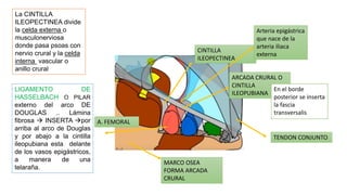ARCADA CRURAL O
CINTILLA
ILEOPUBIANA
MARCO OSEA
FORMA ARCADA
CRURAL
CINTILLA
ILEOPECTINEA
La CINTILLA
ILEOPECTINEA divide
la celda externa o
musculonerviosa
donde pasa psoas con
nervio crural y la celda
interna vascular o
anillo crural
En el borde
posterior se inserta
la fascia
transversalis
Arteria epigástrica
que nace de la
arteria iliaca
externa
A. FEMORAL
LIGAMENTO DE
HASSELBACH O PILAR
externo del arco DE
DOUGLAS .. Lámina
fibrosa  INSERTA por
arriba al arco de Douglas
y por abajo a la cintilla
ileopubiana esta delante
de los vasos epigástricos,
a manera de una
telaraña.
TENDON CONJUNTO
 