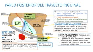 PARED POSTERIOR DEL TRAYECTO INGUINAL
FASCIA TRANSVERSALIS Reforzada por :
• TENDON CONJUNTO
• Ligamento de HENLE expansión del pilar
externo del recto anterior del abdomen
• Ligamento de COLLES que es pilar
posterior del oblicuo mayor
Denominado triangulo de Hasselbach :
• Arteria epigástrica del ligamento de
hasselbach hacia afuera
• Cintilla iliopubiana hacia dentro
• Tendón conjunto hacia arriba y hacia dentro
• Se dan las hernias inguinales directas
Importante el ORIFICIO INGUINAL PROFUNDO
: porque por ahí se darán las hernias inguinales
indirectas
SUPER Y EXT : TC
INF: CINTILLA Y L.
HASSELBACH
INT: A.
EPIGASTRICA Y L.
HASSELBACH
CUADRILATERO DE WILLIAM HESERT : en vez
de insertarse el tc en el pubis se inserta en la
linea media , y aumenta zona de debilidad 
MAS PREDISPOSICION PARA HHD
FASCIA
TRANSVERSALIS
ARTERIA
EPIGASTRICA
LIGAMENTO DE
HASSELBACH
CINTILLA
ILEOPUBIANA
A. ILIACA
EXTERNA
TENDON
CONJUNTO
OIP : Abertura de la
fascia transversalis
 