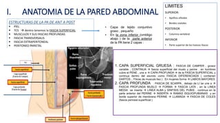 I. ANATOMIA DE LA PARED ABDOMINAL
LIMITES
SUPERIOR:
• Apófisis xifoides
• Bordes costales
POSTERIOR
• Columna vertebral
INFERIOR
• Parte superior de los huesos iliacos
ESTRUCTURAS DE LA PA DE ANT A POST
 PIEL
 TCS  dentro tenemos la FASCIA SUPERFICIAL
 MUSCULOS Y SUS FASCIAS PROFUNDAS
 FASCIA TRANSVERSALIS
 FASCIA EXTRAPERITONEAL
 PERITONEO PARIETAL
• Capa de tejido conjuntivo
graso , pequeño
• En la zona inferior (ombligo
abajo ) de la parte anterior
de la PA tiene 2 capas :
1. CAPA SUPERFICIAL GRUESA : FASCIA DE CAMPER , grosor
variable , CONTINUA  fascia superficial del muslo y perine , en hombres
cubre el PENE , une a  CAPA PROFUNDA  de la FASCIA SUPERFICIAL y
continua dentro del escroto como FASCIA DIFERENCIADA ( contienen
DARTOS .. Fibras de musculo liso ) . En mujeres forma  LABIOS MAYORES
2. CAPA PROFUNDA : FASCIA DE SCARPA , debajo de LI se une a 
FASCIA PROFUNDA MUSLO  FORMA  FASCIA LATA , en la LINEA
MEDIA se inserta  LINEA ALBA y SINFISIS DEL PUBIS , continua en la
parte anterior del PERINE  INSERTA  RAMAS ISQUIOPUBIANAS y en
borde superior de membrana PERINE  LLAMADA  FASCIA DE COLES
(fascia perineal superficial )
 