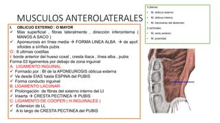 MUSCULOS ANTEROLATERALES
3 planos:
• M. oblicuo externo
• M. oblicuo interno
• M. transverso del abdomen
2 verticales:
• M. recto anterior
• M. piramidal
I. OBLICUO EXTERNO : O MAYOR
 Mas superficial , fibras lateralmente , dirección inferointerna (
MANOS A SACO )
 Aponeurosis en línea media  FORMA LINEA ALBA  de apof.
xifoides a sínfisis pubis
O : 8 ultimas costillas
I: borde anterior del hueso coxal , cresta iliaca , línea alba , pubis
Forma 03 ligamentos por debajo de zona inguinal
A. LIGAMENTO INGUINAL
 Formado por : BI de la APONEUROSIS oblicua externa
 Va desde EIAS hasta ESPINA del PUBIS
 Forma conducto inguinal
B. LIGAMENTO LACUNAR
 Prolongación de fibras del externo interno del LI
 Inserta  CRESTA PECTINEA  PUBIS
C. LIGAMENTO DE COOPER ( H.INGUINALES )
 Extension de LL
 A lo largo de CRESTA PECTINEA del PUBIS
 