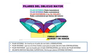  PILAR EXTERNO : Se inserta en el pubis de ese lado u HOMOLATERAL
 PILAR INTERNO : que va a la línea media y que pasa al pubis del otro lado CONTRALATERAL
 PILAR POSTERIOR : que va al pubis por el lado CONTRALATERAL por detrás del PILAR INTERNO
• DELIMITA ORIFICIO INGUINAL SUPERFICIAL ( forma por pilares EXTERNO INTERNO )
 