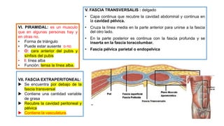 V. FASCIA TRANSVERSALIS : delgado
• Capa continua que recubre la cavidad abdominal y continua en
la cavidad pélvica.
• Cruza la línea media en la parte anterior para unirse a la fascia
del otro lado.
• En la parte posterior es continua con la fascia profunda y se
inserta en la fascia toracolumbar.
• Fascia pélvica parietal o endopelvica
VI. PIRAMIDAL: es un musculo
que en algunas personas hay y
en otras no.
• Forma de triángulo
• Puede estar ausente o no
• O: cara anterior del pubis y
sínfisis del pubis
• I: línea alba
• Función: tensa la línea alba.
VII. FASCIA EXTRAPERITONEAL:
 Se encuentra por debajo de la
fascia transversal
 Contiene una cantidad variable
de grasa
 Recubre la cavidad peritoneal y
pélvica
 Contiene la vasculatura.
 