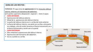 VAINA DE LOS RECTOS :
FORMADA  capa única de aponeurosis de los músculos oblicuo
interno, externo y el transverso del abdomen.
 ¾ partes superiores (disposición especial ) : tiene 2 capas:
• CAPA ANTERIOR:
 Aponeurosis del oblicuo externo.
 Mitad de la aponeurosis del oblicuo interno.
 La parte del oblicuo interno va ir x arriba del recto anterior
 La fascia del oblicuo interno, una parte va x arriba y otra parte
va x debajo, y de ahí recién tenemos el fascia transversal q va a
la fascia transversalis y recién van a la pared
• CAPA POSTERIOR:
 Otra mitad de la aponeurosis del oblicuo interno.
 Aponeurosis del transverso del abdomen.
 Eso es cuando es x arriba
 