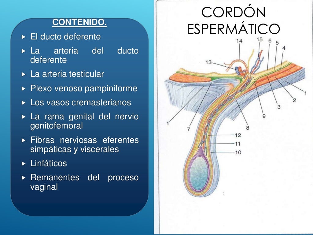 Hernias inguinales y torsion testicular