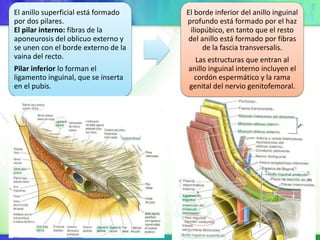 Conducto femoral 
Contiene los vasos femorales y la rama 
femoral del nervio genitofemoral. 
El conducto tiene forma de co...