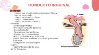 CONDUCTO INGUINAL
CONTENIDO
- Fascias que envuelven al cordón espermático y
ligamento redondo:
-Fascia espermática interna
-Fascia cremastérica
-Fascia espermática externa
- Hombres
-Cordón espermático
-Arteria del conducto deferente
-Arteria testicular
-Plexo venoso pampiniforme
-Arteria y vena cremastérica
-Rama genital del N. genitofemoral
-Fibras nerviosas aferentes simpáticas y viscerales
-Linfáticos
-Vestigios del proceso vaginal
-Mujeres
-Ligamento redondo del útero
-Nervio ilioinguinal
 