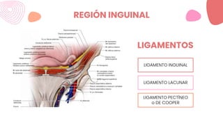 REGIÓN INGUINAL
LIGAMENTO INGUINAL
LIGAMENTO LACUNAR
LIGAMENTO PECTÍNEO
o DE COOPER
LIGAMENTOS
 