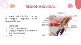 REGIÓN INGUINAL
La pared abdominal a nivel de
la región inguinal está
compuesta por:
- Peritoneo
- Fascia transversal
- Oblicuo interno y externo y
sus aponeurosis
- Piel
 