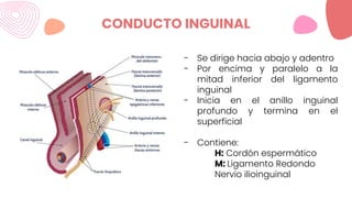 CONDUCTO INGUINAL
- Se dirige hacia abajo y adentro
- Por encima y paralelo a la
mitad inferior del ligamento
inguinal
- Inicia en el anillo inguinal
profundo y termina en el
superficial
- Contiene:
H: Cordón espermático
M: Ligamento Redondo
Nervio ilioinguinal
 