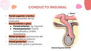 CONDUCTO INGUINAL
- Pared superior o techo:
fibras arqueadas de los
músculos.
- Pared inferior o piso:
● Pared anterior: Lig. inguinal
● Pared posterior: Fascia
transversalis y cintilla
iliopubiana.
- Pared anterior: aponeurosis del
músculo oblicuo externo.
- Pared posterior: Fascia
transversalis, grasa y peritoneo.
 