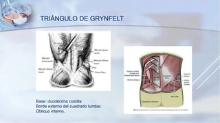TRIÁNGULO DE GRYNFELT
Base: duodécima costilla
Borde externo del cuadrado lumbar.
Oblicuo interno.
 