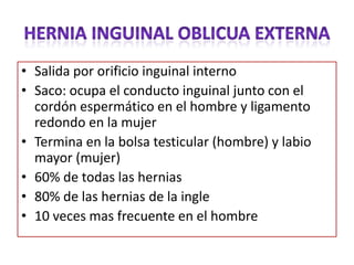• Salida por orificio inguinal interno
• Saco: ocupa el conducto inguinal junto con el
cordón espermático en el hombre y ligamento
redondo en la mujer
• Termina en la bolsa testicular (hombre) y labio
mayor (mujer)
• 60% de todas las hernias
• 80% de las hernias de la ingle
• 10 veces mas frecuente en el hombre
 