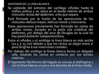 ANATOMÍA DE LA LÍNEA BLANCA
Se extiende del extremo del cartílago xifoides hasta la
   sínfisis púbica y se ubica en el borde interno de ambos
   músculos rectos del abdomen, a los que separa.
Está formada por la fusión de las aponeurosis de los
   músculos oblicuo mayor, oblicuo menor y transverso.
Estas aponeurosis previamente han formado las vainas de
   ambos rectos, excepto en la parte sub umbilical del
   abdomen, por debajo del arco de Douglas en la cual no
   hay pared posterior subaponeurótica.
Entre el xifoides y el ombligo la línea blanca es más ancha
   (12.5 a 25 cm) debido a que los rectos se alejan entre sí
   para dirigirse a sus inserciones costales.
Por debajo del ombligo la líneas blanca forma un delgado
   rafe, estando los rectos en contacto por sus bordes
   internos.
El ligamento falciforme del hígado se vincula al diafragma y
   con la línea blanca un poco a la derecha de la línea media.
 