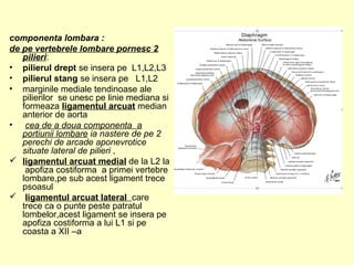 componenta lombara :
de pe vertebrele lombare pornesc 2
pilieri:
• pilierul drept se insera pe L1,L2,L3
• pilierul stang se insera pe L1,L2
• marginile mediale tendinoase ale
pilierilor se unesc pe linie mediana si
formeaza ligamentul arcuat median
anterior de aorta
• cea de a doua componenta a
portiunii lombare ia nastere de pe 2
perechi de arcade aponevrotice
situate lateral de pilieri ,
 ligamentul arcuat medial de la L2 la
apofiza costiforma a primei vertebre
lombare,pe sub acest ligament trece
psoasul
 ligamentul arcuat lateral care
trece ca o punte peste patratul
lombelor,acest ligament se insera pe
apofiza costiforma a lui L1 si pe
coasta a XII –a
 