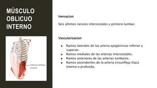 MÚSCULO
OBLICUO
INTERNO
Inervacion
Seis últimos nervios intercostales y primero lumbar.
Vascularizacion
● Ramos laterales de las arteria epigástricas inferior y
superior.
● Ramos mediales de las arterias intercostales.
● Ramos anteriores de las arterias lumbares.
● Ramos ascendentes de la arteria circunfleja iliaca
interna o profunda.
 