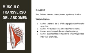 MÚSCULO
TRANSVERSO
DEL ABDOMEN.
Inervacion
Seis últimos nervios intercostales y primero lumbar.
Vascularizacion
● Ramos laterales de la arteria epigástrica inferior y
superior.
● Ramos mediales de las arterias intercostales.
● Ramos anteriores de las arterias lumbares.
● Ramos ascendentes de la arteria circunfleja iliaca
interna o profunda.
 