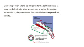 Desde la porción lateral se dirige en forma continua hacia la
zona medial, siendo interrumpida por la salida del cordón
espermático, al que envuelve formando la fascia espermática
interna.
 