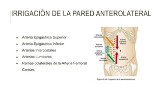 IRRIGACIÓN DE LA PARED ANTEROLATERAL
● Arteria Epigastrica Superior
● Arteria Epigástrica Inferior
● Arterias Intercostales
● Arterias Lumbares
● Ramas colaterales de la Arteria Femoral
Común.
 