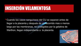 INSERCIÓN VELAMENTOSA
•Cuando los vasos sanguíneos del CU se separan antes de
llegar a la placenta y después de un recorrido mas o menos
largo por las membranas, no protegidos por la gelatina de
Warthon, llegan independiente a la placenta.
 