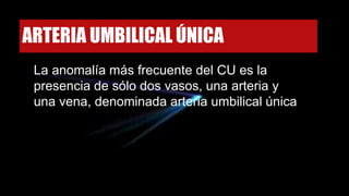 ARTERIA UMBILICAL ÚNICA
La anomalía más frecuente del CU es la
presencia de sólo dos vasos, una arteria y
una vena, denominada arteria umbilical única
 