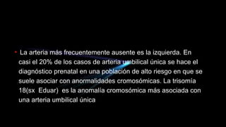 • La arteria más frecuentemente ausente es la izquierda. En
casi el 20% de los casos de arteria umbilical única se hace el
diagnóstico prenatal en una población de alto riesgo en que se
suele asociar con anormalidades cromosómicas. La trisomía
18(sx Eduar) es la anomalía cromosómica más asociada con
una arteria umbilical única
 