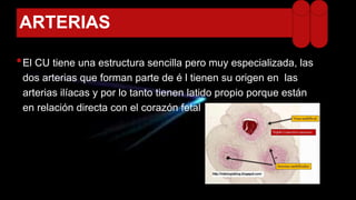 ARTERIAS
•El CU tiene una estructura sencilla pero muy especializada, las
dos arterias que forman parte de é l tienen su origen en las
arterias ilíacas y por lo tanto tienen latido propio porque están
en relación directa con el corazón fetal
 