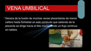 VENA UMBILICAL
•Genera de la fusión de muchas venas placentarias de menor
calibre hasta formarse un solo conducto que saliendo de la
placenta se dirige hacia el feto manteniendo un flujo continuo
sin latidos
 