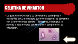 GELATINA DE WHARTON
•La gelatina de wharton y su envoltorio le dan rigidez y
elasticidad al CU de manera que no se acode ni se comprima
con las movimientos del feto . así mismo, su longitud le
permite al feto moverse con libertad sin comprometer su
circulación.
 