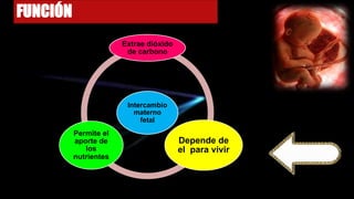 FUNCIÓN
Intercambio
materno
fetal
Extrae dióxido
de carbono
Depende de
el para vivir
Permite el
aporte de
los
nutrientes
 