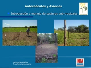 Antecedentes y Avances Introducción y manejo de pasturas sub-tropicales. 